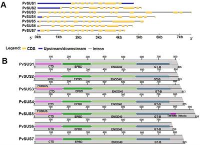 Sucrose synthase gene family in common bean during pod filling subjected to moisture restriction